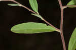 Pine barren frostweed